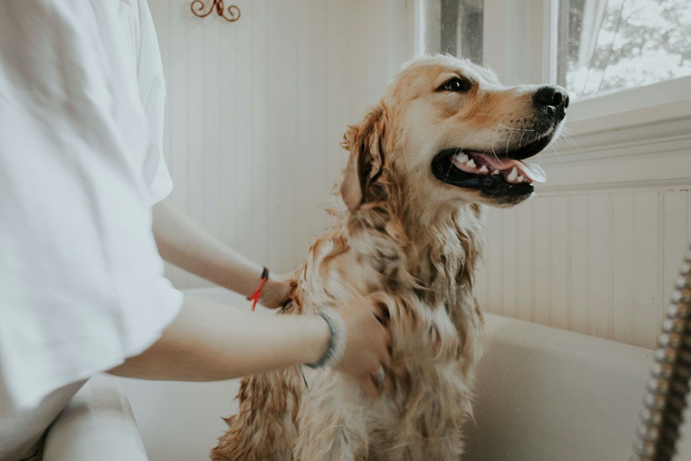 Perro recibiendo un baño cuidadoso